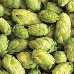 Storžki hmelja (sorta Styrian gold)