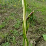 Dekorativna slika - vrvica okoli katere se vzpenja rastlina