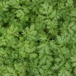 dekorativna prikazna slika za novico