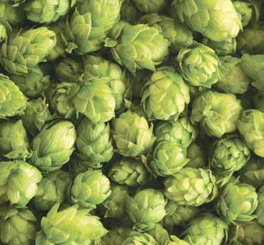 Storžki hmelja (sorta Bobek)