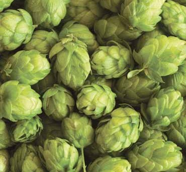 Storžki hmelja (sorta Celeia)