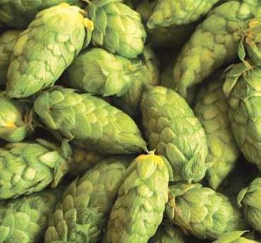 Storžki hmelja (sorta Dana)