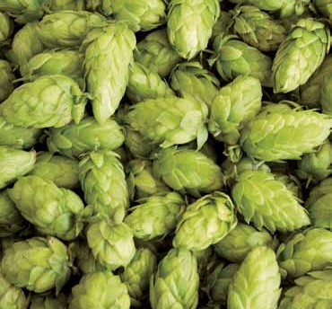 Storžki hmelja (sorta Styrian Golding)