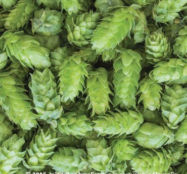 Storžki hmelja (sorta StyrianCardinal)