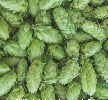 Storžki hmelja (sorta Styrian Dragon)