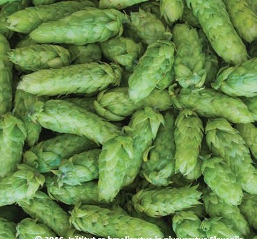 Storžki hmelja (sorta Styrian Eagle)