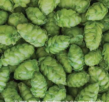 Storžki hmelja (sorta Styrian Eureka)