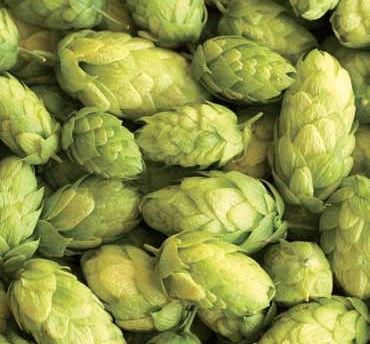 Storžki hmelja (sorta Styrian gold)