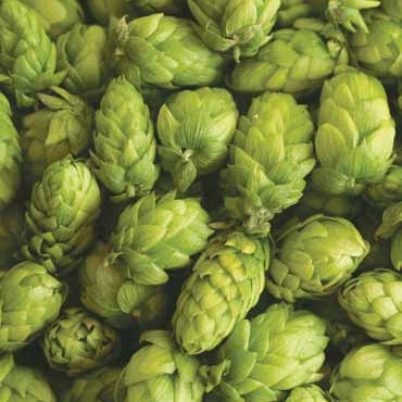 Storžki hmelja (sorta Aurora)