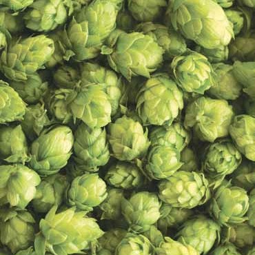 Storžki hmelja (sorta Bobek)