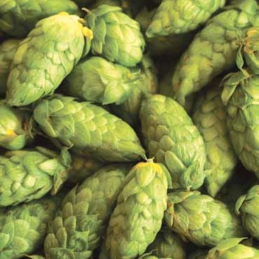 Storžki hmelja (sorta Dana)