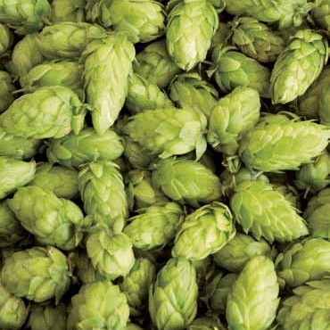 Storžki hmelja (sorta Styrian Golding)