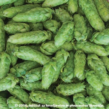 Storžki hmelja (sorta Styrian Eagle)