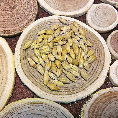 Komplet za domačo izdelavo piva