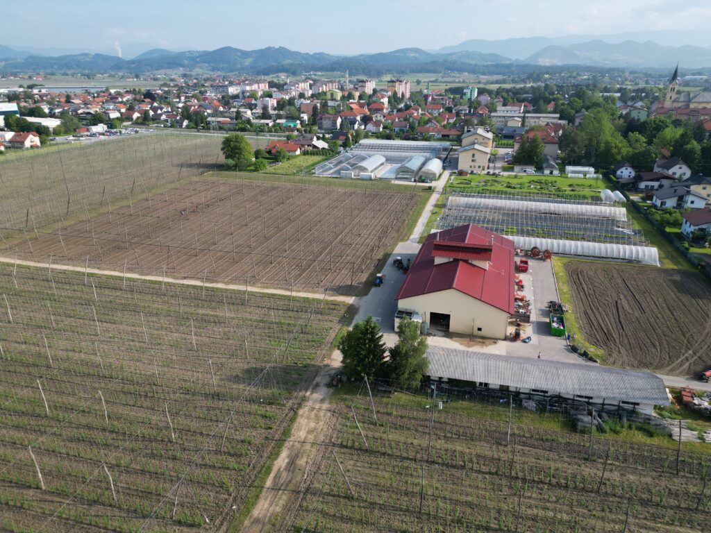 Dekorativna slika - posnetek hmeljišč  iz zraka