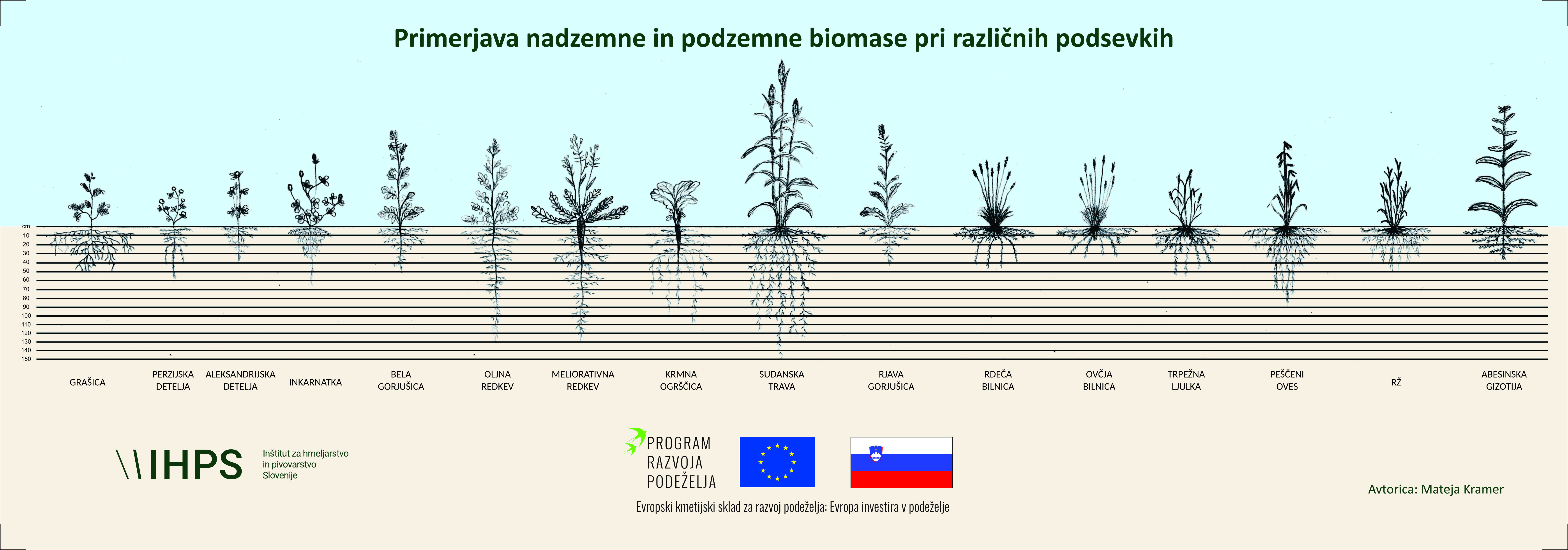 Skicirane rastline na skali z meritvijo globine korenin