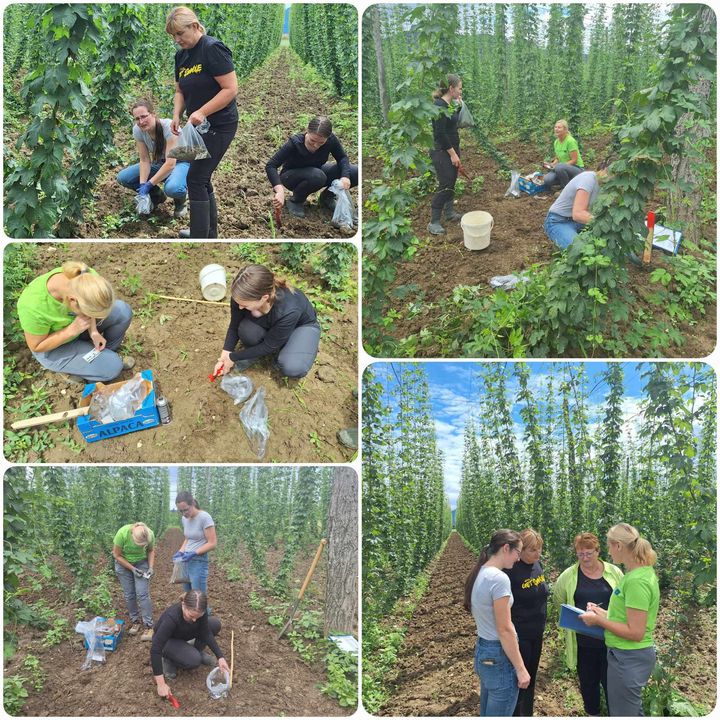 Osebe vzorčijo v hmeljišču tla in rastline.