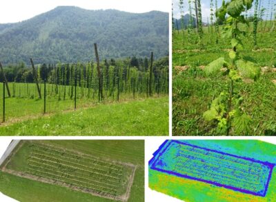 Hmeljne rastline v hmeljišču (zgoraj), spodaj pogled na hmeljišče iz zraka.