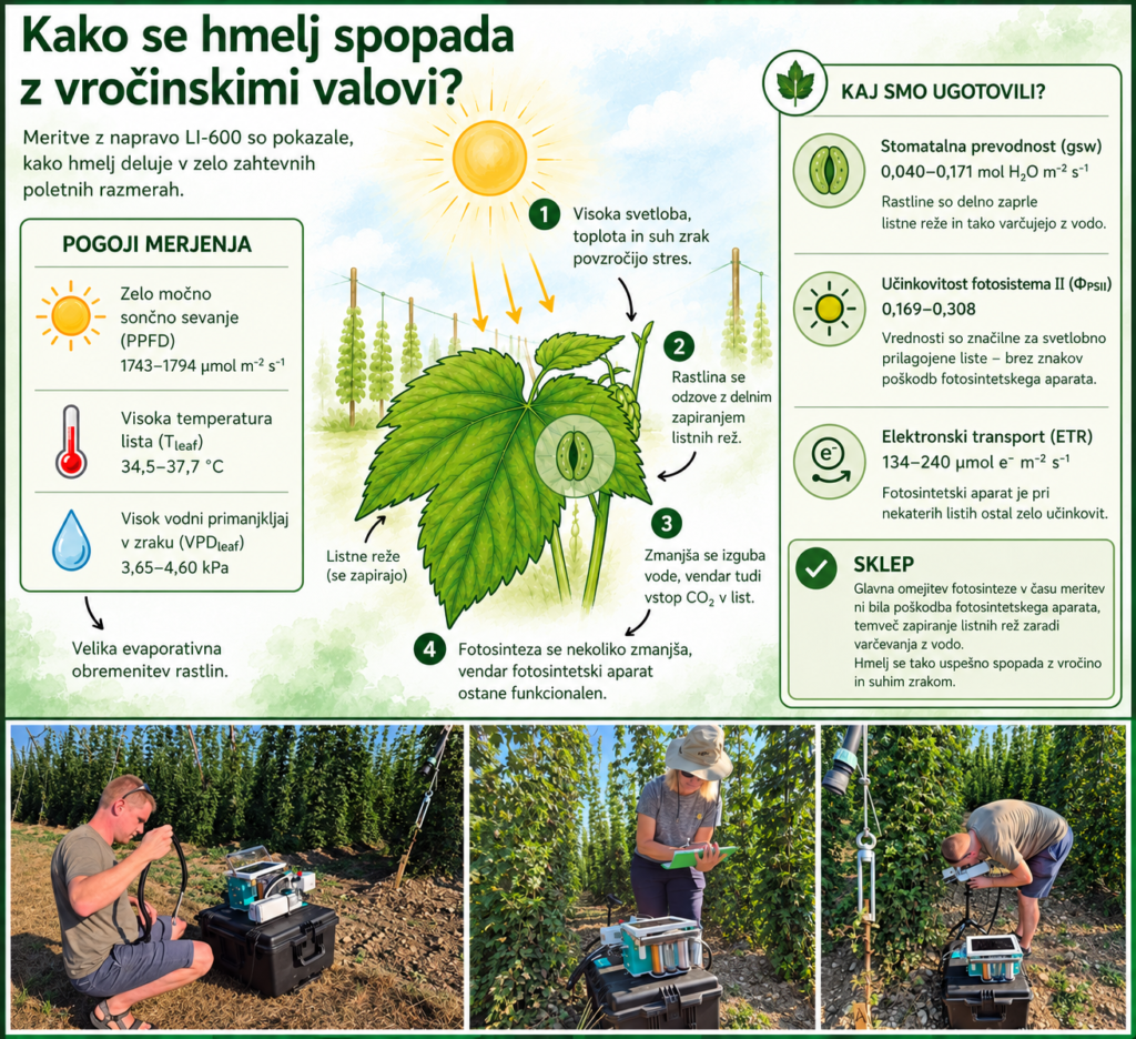 Infografika - dekorativna